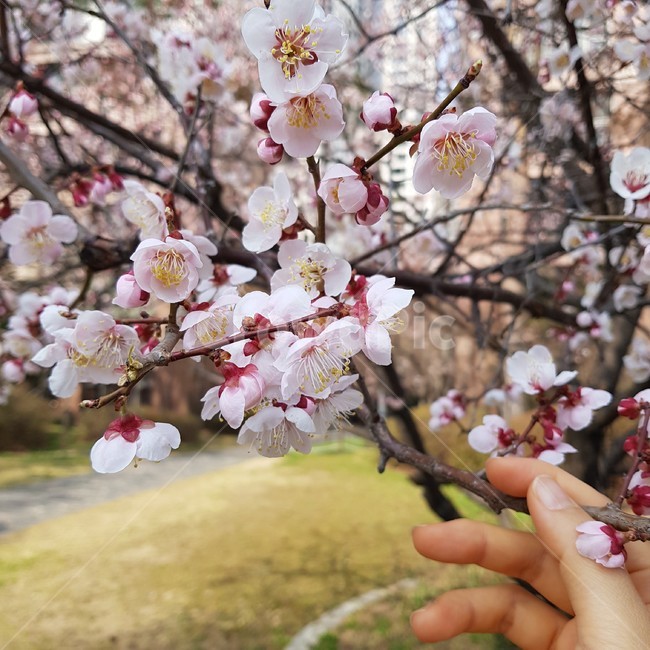 plant,식물,flower,꽃,blossom,봄,벚꽃,벚나무,spring,cherryblossom