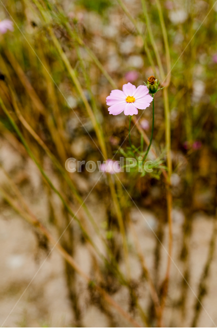 가을,코스모스,핑크,갈색,가을꽃,가을,계절,fall,autumn,season,식물,자연,plants,nature,꽃,flower,plant