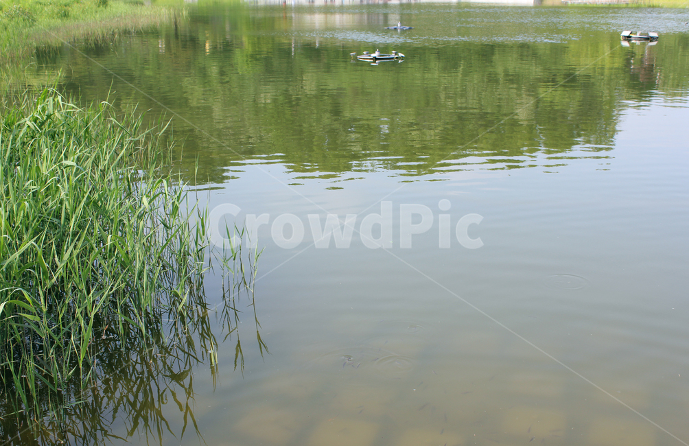 공원,야외,실외,자연,물,호수,연못,표면,잡초,잔디,식물,초록색,녹색,그린,수생식물,수중식물,생태공원,풍경,풀,반영,물결,자연,풍경,nature,landscape,water,outdoors,옥외