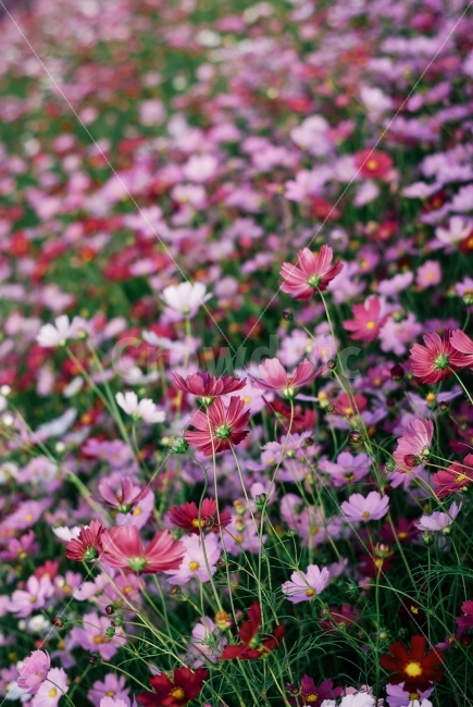 가을,코스모스,꽃,바람,분홍,빨강,식물,자연,plants,nature,가을,계절,fall,autumn,season,꽃,flower,geranium,제라늄,blossom,plant,petal,꽃잎