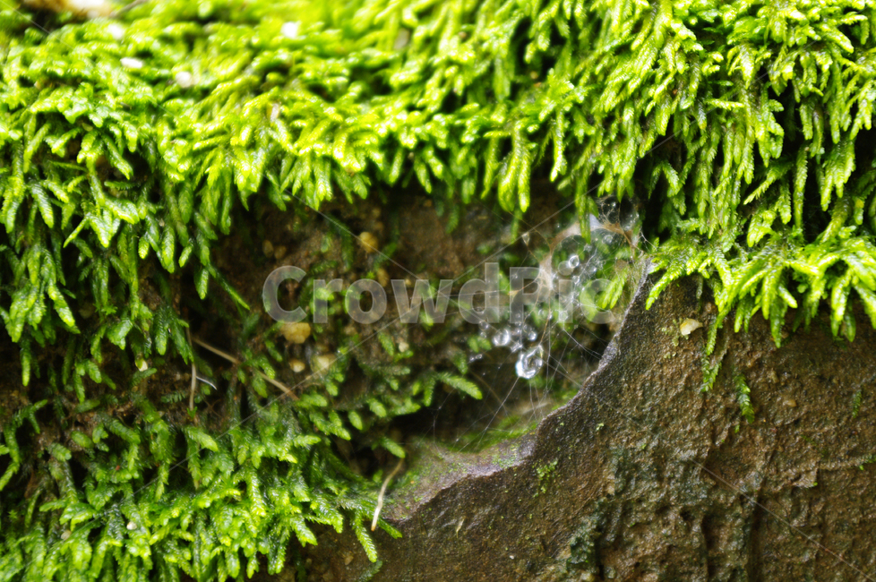 식물,plant,거미줄,물방울,이끼,초록,식물,자연,plants,nature