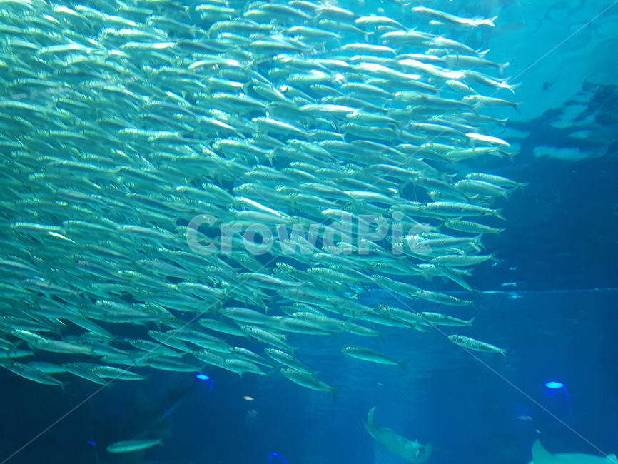 물고기떼,수족관,아쿠아리움,물고기,청록색,신비,동물,어류,fish,animal,aquarium,동물,animal,어류,물고기,fish