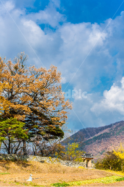 가을,낙엽,단풍,하늘,돌담,가을,계절,fall,autumn,season,자연,풍경,nature,landscape,한국자연풍경,한국자연경관,korea nature landscape,plant,식물,tree,나무