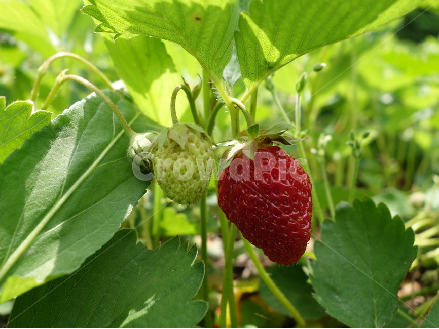 자연,딸기,풍경,식물,여름,식물,자연,plants,nature,음식,식재료,요리,food,cook,meal,dishes,food reserves,채소,야채,vegetables