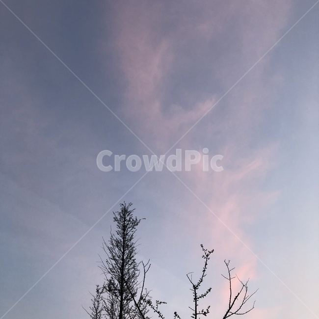 하늘,구름,나뭇가지,나무,노을질때,자연,풍경,nature,landscape,weather,날씨,outdoors,옥외