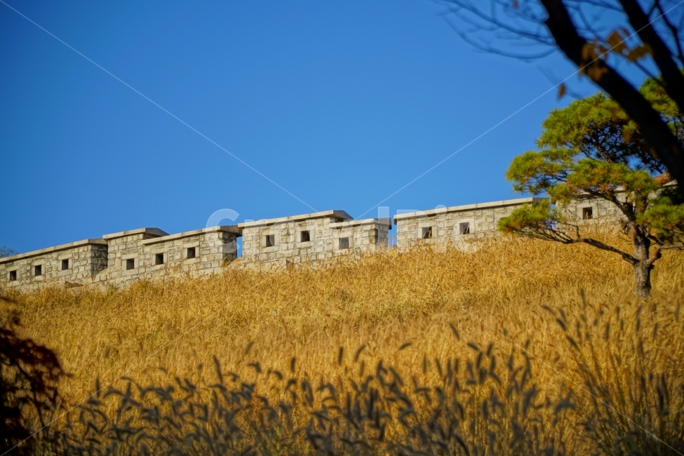 갈대밭,갈대,식물,자연,풀,plant,plants,풍경,landscape,nature,grass,서울,한국,코리아,korea,seoul,한양도성,성벽,성곽,나무,tree,하늘,가을,계절,autumn,fall,season,푸른하늘,파란하늘,강아지풀,조선시대,조선왕조,히스토리,history,역사,한국풍경,한국자연,한국적인,가을,계절,fall,autumn,season,자연,풍경,nature,landscape,한국자연풍경,한국자연경관,korea nature landscape,한국전통,한국문화,korean traditional,korean culture,food,식품,produce,생기게 하다,vegetable,야채,grain,곡물,음식
