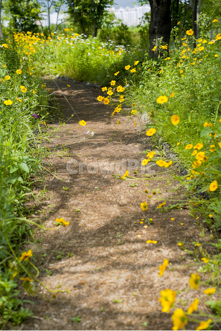 자연,꽃,힐링,정원,노란꽃,flower,순천만정원,산책,길,노랑,자연,풍경,nature,landscape,ground,바닥