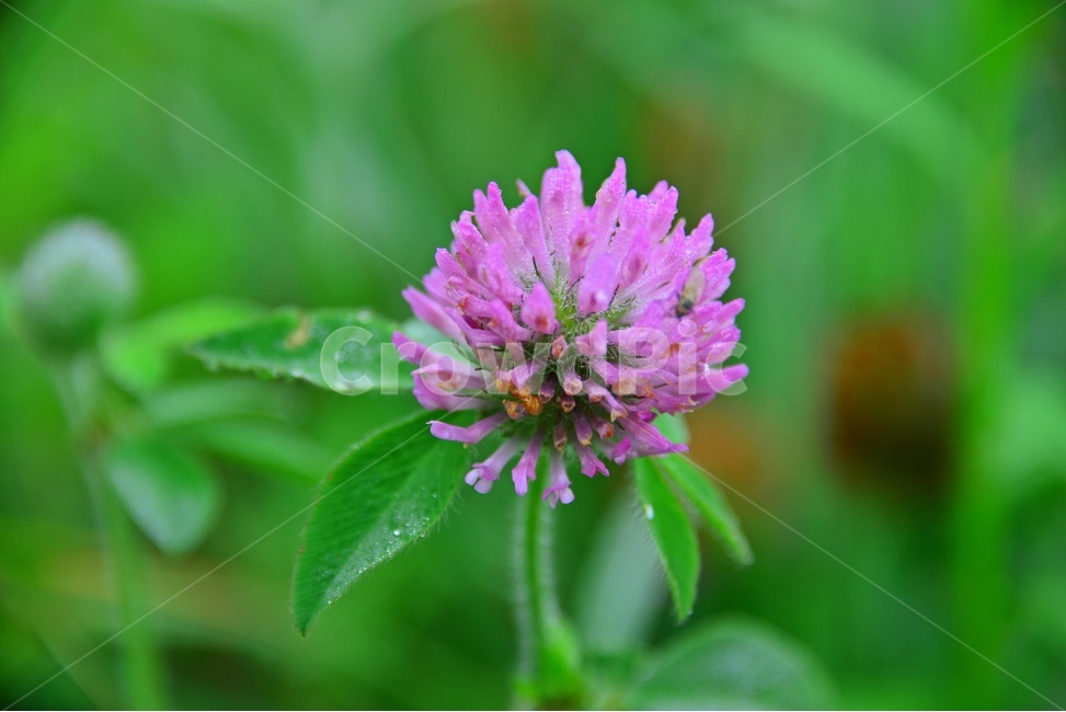 plant,식물,blossom,flower,꽃,엉겅퀴,엉겅퀴꽃,보라색,보라색꽃,식물,자연,plants,nature,꽃,flower