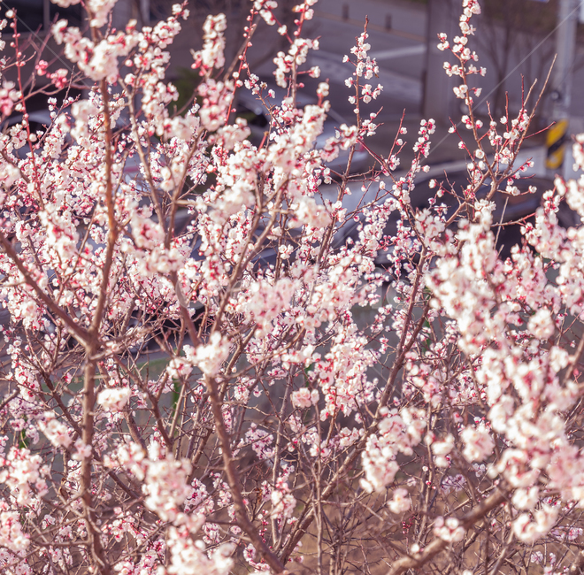 plant,식물,flower,blossom,꽃,cherryblossom,벚꽃,살구꽃,봄