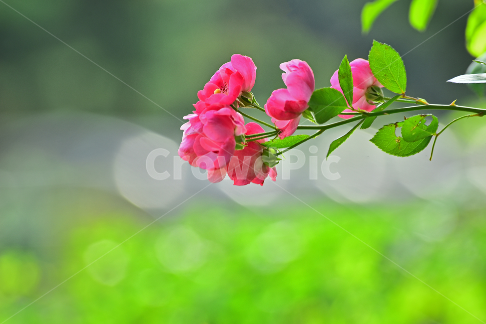 장미,꽃,그린,초록색,보케,빛망울,배경,바탕,백그라운드,녹색,야외,rose,flowers,green,background,식물,plant,blossom,bokeh,식물,자연,plants,nature,꽃,flower
