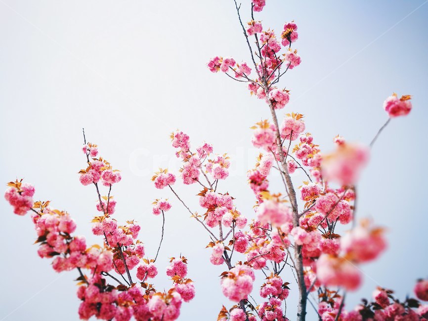 홍매화,매화,분홍,봄,하늘,봄,계절,spring,season,식물,자연,plants,nature,꽃,flower,plant