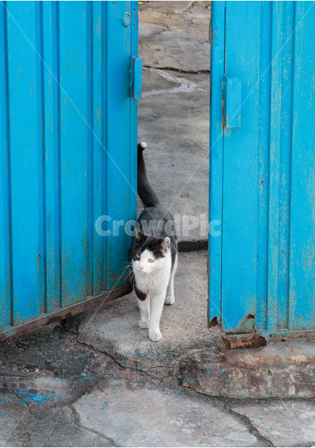 고양이,길고양이,검은고양이,길냥이,도둑고양이,동물,산동네,달동네,빈민가,떠도는,방황하는,경계하는,파란대문,대문,출입,동물,animal,포유류,mammal,고양이,cat,kitten,kitty