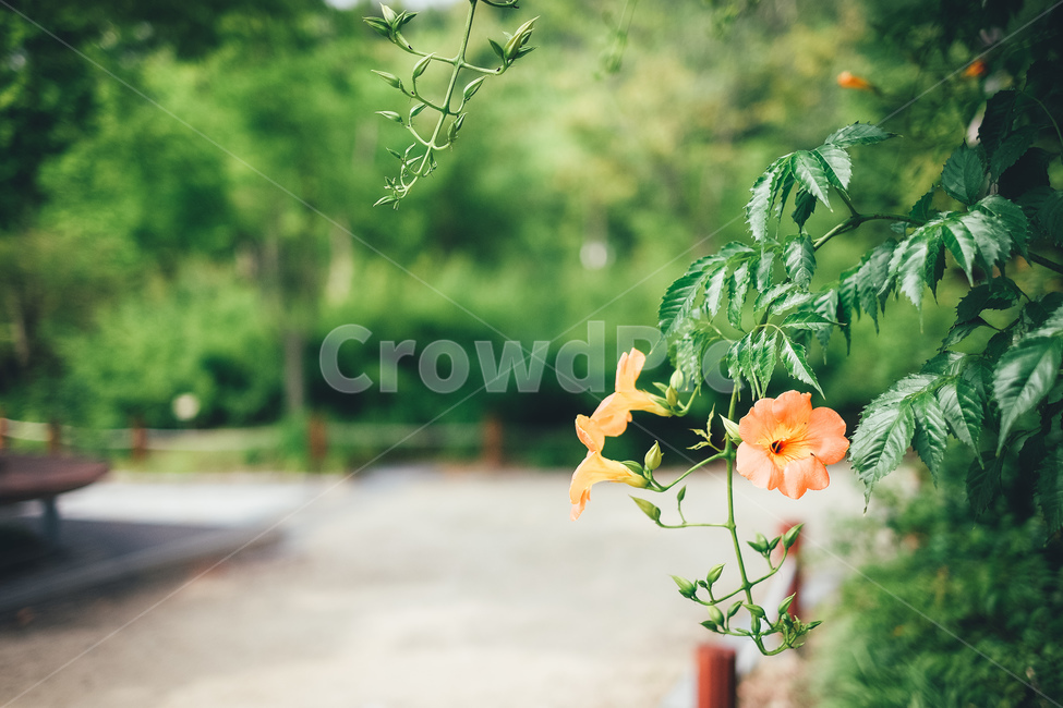 꽃,능소화,나무잎,여름,울타리,식물,자연,plants,nature,꽃,flower