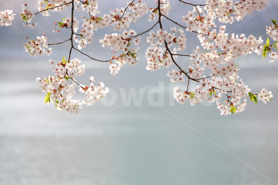 벚꽃,감성,느낌,꽃,봄,석촌호수,식물,자연,plants,nature,봄,계절,spring,season,꽃,flower,plant,blossom