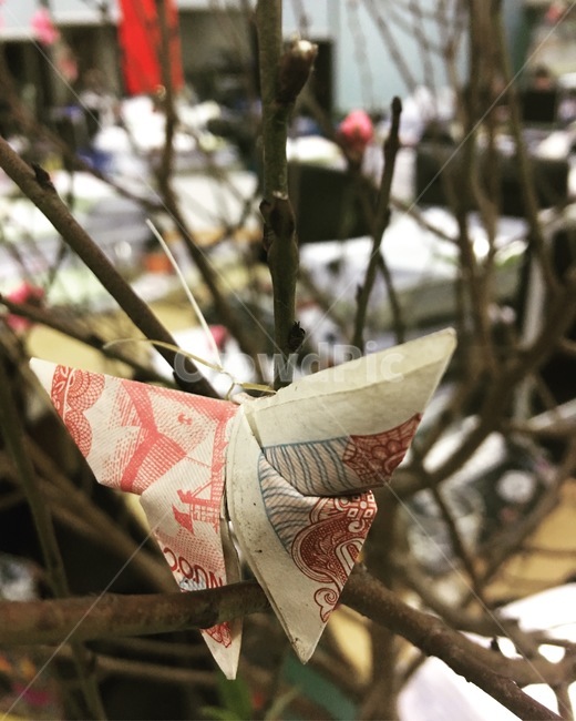 나비,종이접기,butterfly,베트남돈,나무,tree,vietnam,money