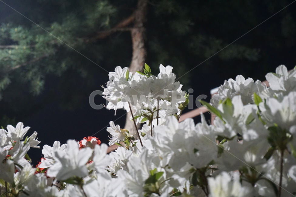 꽃,야간,야간꽃,들꽃,밤,야간들꽃,밤들꽃