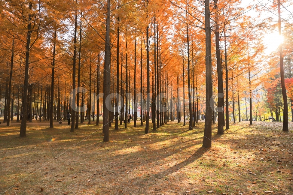 남이섬,단풍,가을,단풍놀이,여행,데이트,가을,계절,fall,autumn,season,자연,풍경,nature,landscape,한국자연풍경,한국자연경관,korea nature landscape,식물,plants,나무,trees,wood,tree,plant
