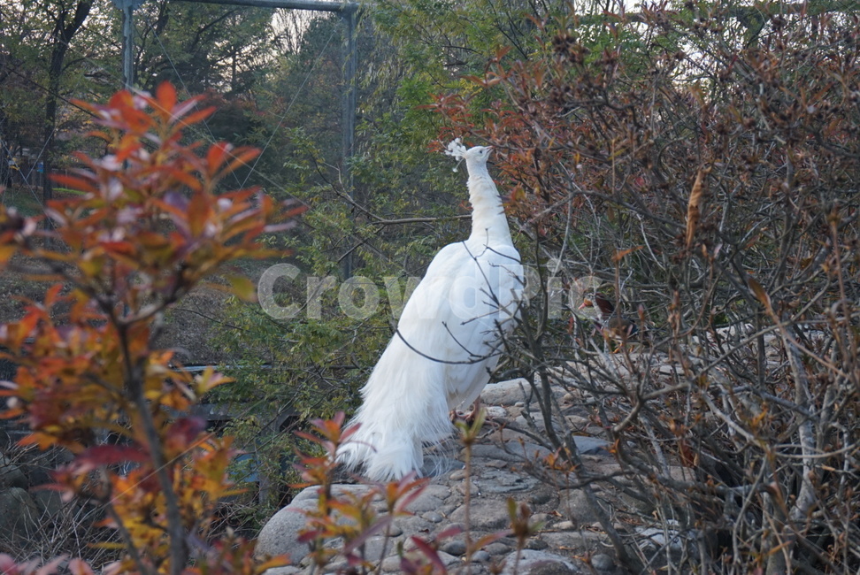 공작새,깃털,우아,도도,새,동물,동물,animal,조류,새,birds
