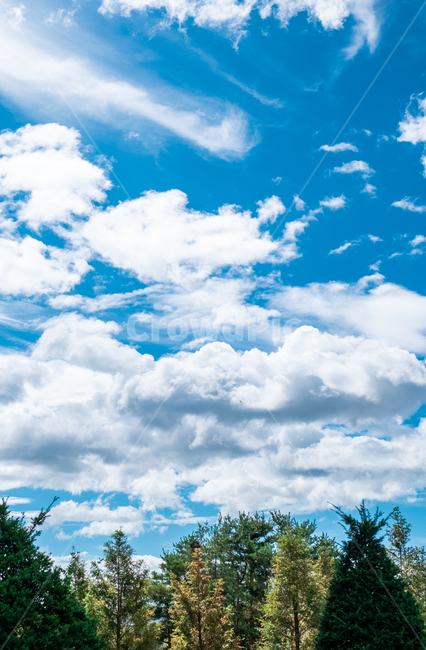 자연,nature,sky,푸른하늘,하늘,구름,나무