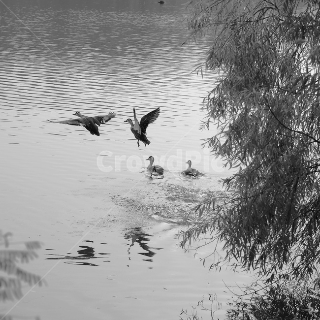 오리,날갯짓,저수지,비행,duck,drake