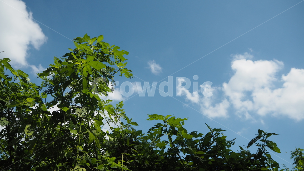 자연,날씨,옥외,구름,하늘,nature,weather,outdoors,cloud,sky,식물,plant,자연,풍경,nature,landscape