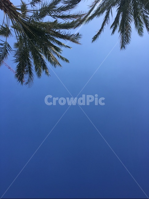 tree,야자수,하늘,palmtree,파란하늘,blue,sky