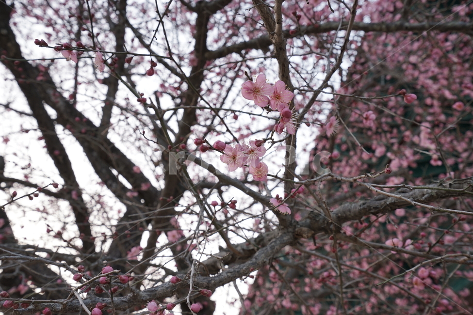 홍매화,봄,꽃,나무,매화,봄꽃,봄,계절,spring,season,식물,자연,plants,nature,꽃,flower,plant,blossom