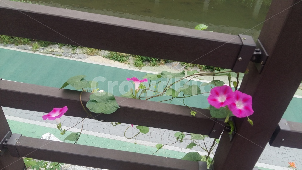 꽃,나팔꽃,분홍꽃,야생화,도림천