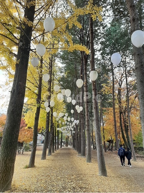 풍선,남이섬,남녀,남여,tree,나무,plant,treetrunk,나무줄기,자연,nature,가을