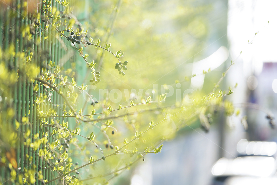 봄,계절,느낌,감성,식물,생명,생물,자연,잎,화사,식물,자연,plants,nature