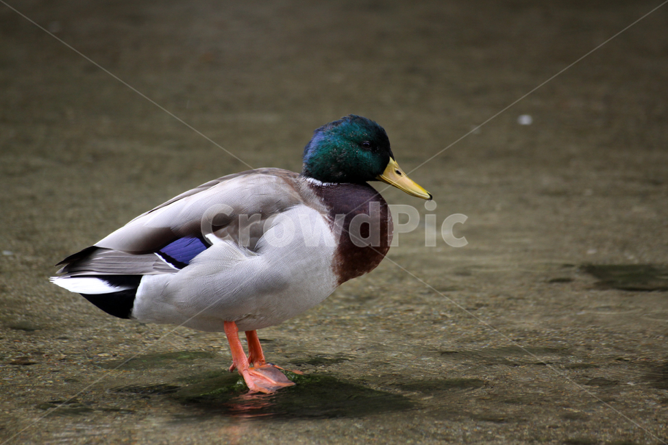 청둥오리,냇가,자연,새,조류,물새,호수,bird,animal,동물,waterfowl,mallard,duck,오리,동물,animal,조류,새,birds