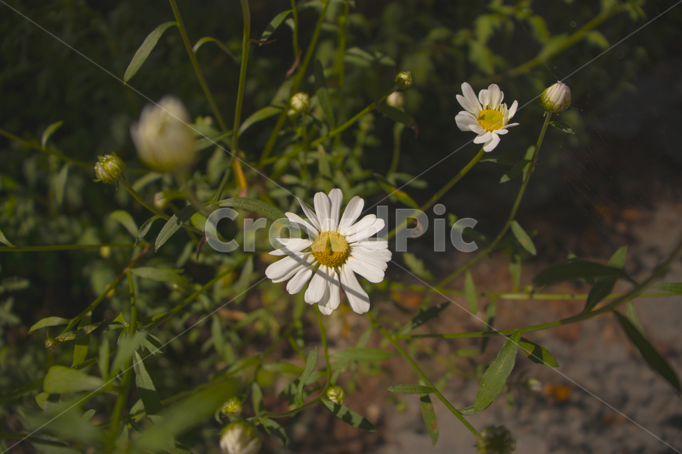 꽃,구절초,노랑,이쁜,식물,식물,자연,plants,nature,꽃,flower