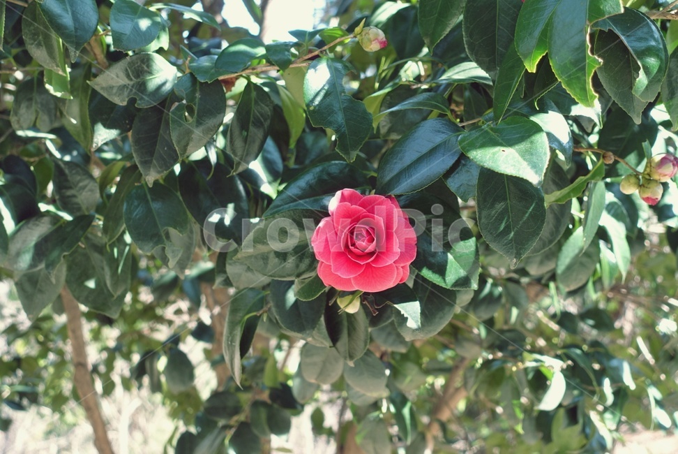감성,감성사진,식물,꽃,동백꽃,나뭇잎,야외,blossom,flower,plant,sensitive,camellia,leaf