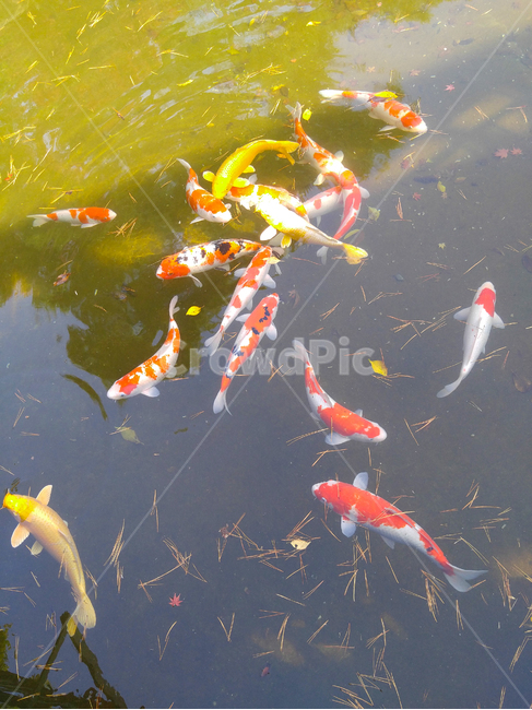 연못,물,잉어,물고기,비단잉어,감성사진,동물,생물,animal,어류,fish,자연,동물,animal,어류,물고기,fish