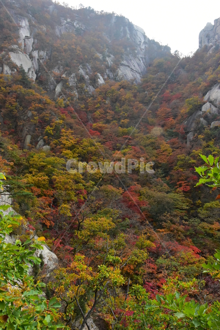 가을,단풍,자연,풍경,북한산,잎,단풍잎,붉은,나무,계절,계곡,숲,힐링,plant,fall,autumn,season,forestnature,landscape,한국자연풍경,한국자연경관,korea,tree,maple,leaf,가을,계절,fall,autumn,season,자연,풍경,nature,landscape,식물
