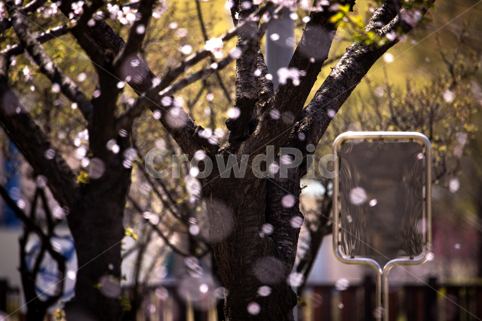 sky,Cherry Blossom,colony,nature,tree,branch,full bloom,flower,outdoor,spring,flower rain,blowing,petal,fluttering,background,colonnade,plant,season,Pollen,wide open,flower viewing