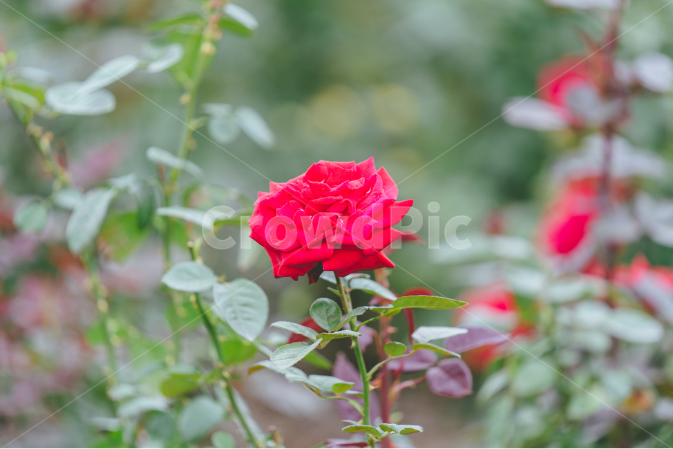꽃,flower,자연,식물,장미꽃,rose,빨간색,빨간장미,blossom,plant,장미