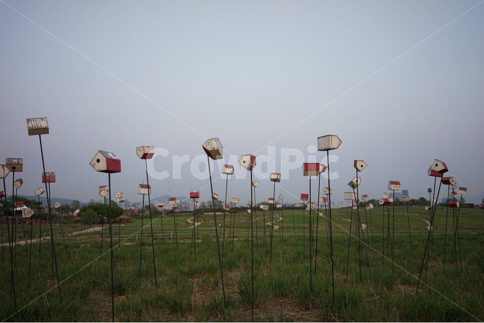 plant,식물,grass,잔디,하늘공원,상암동