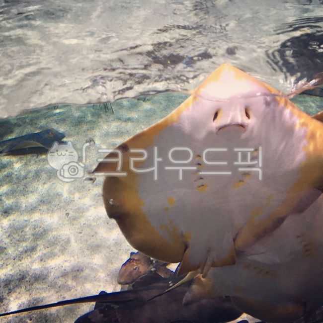 가오리,아쿠아리움,수족관,해양생물,해양동물,물,자연,동물