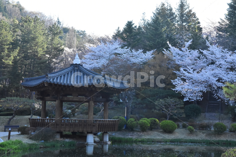 벚꽃,산속,연못,산,경주,자연,청정,풍경,봄,기와