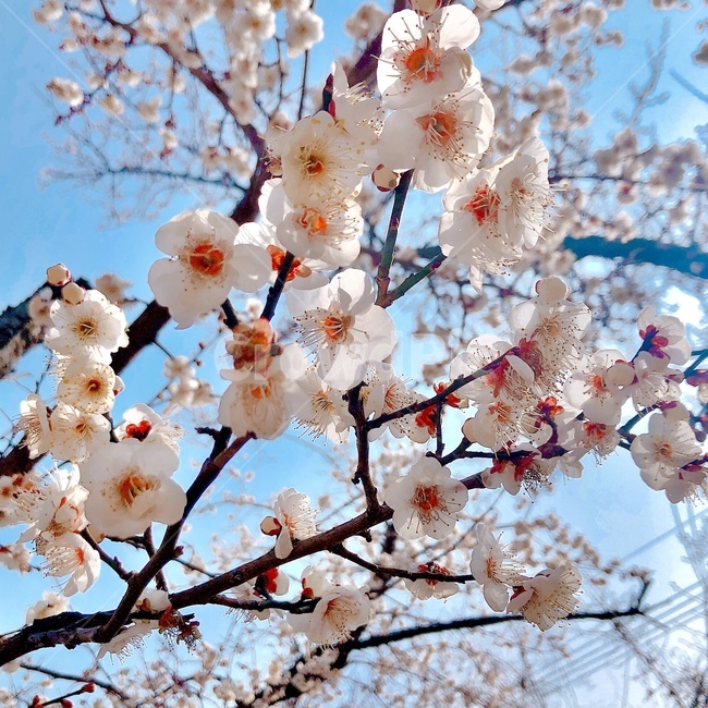 꽃,flower,식물,벚꽃,매화