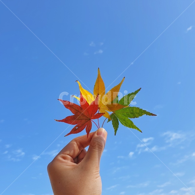 손,단풍,가을,잎,나뭇잎,leaf,나무,가을,계절,fall,autumn,season