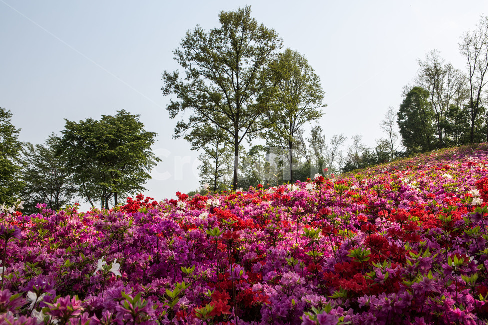 꽃,감성,풍경,공원,철쭉,자연,풍경,nature,landscape,식물,plants,꽃,flower,나무,trees,wood,blossom,geranium,제라늄,plant