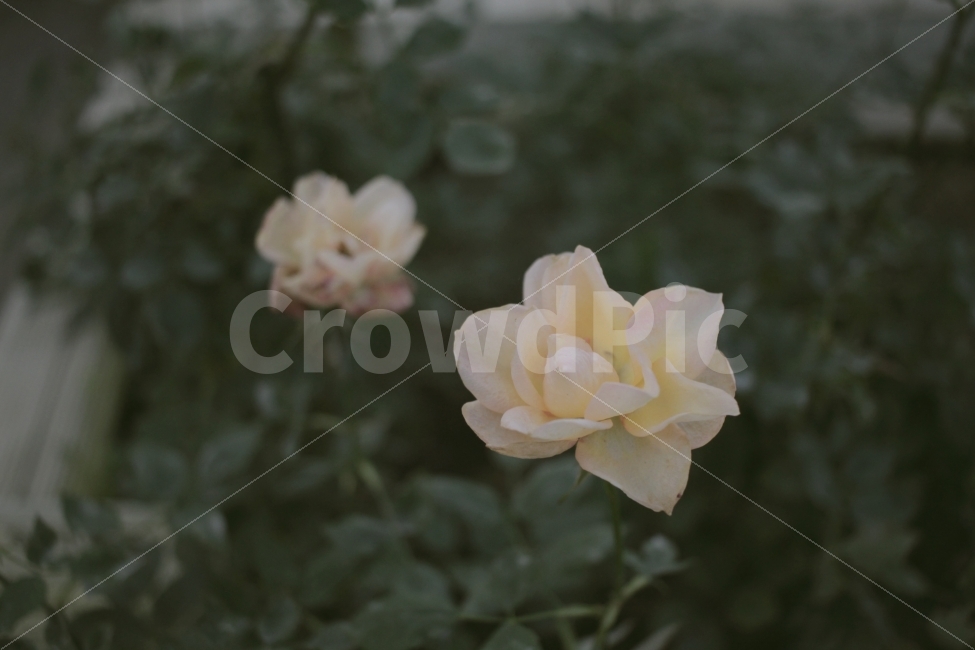 노란장미,장미,분홍장미,꽃,장미꽃,이쁜꽃,flower,식물,산책,나들이,분홍색,노란색,노랑색,식물,자연,plants,nature,꽃,flower,감성,sensible,feeling