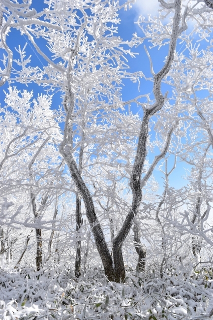 소백산,눈꽃풍경,상고대,겨울풍경,국립공원,겨울동화,눈풍경,파란하늘,100대명산,겨울명산,설경,서리꽃,영동,snow,landscape,자연,풍경,nature,landscape,겨울,계절,winter,season,outdoors,옥외