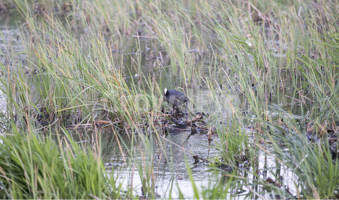 물닭,조류,새,bird,eurasiancoot,fulicaatra,강,호수,연못,pond,river,하천,늪지,blackcoot,wetland,swamp,marsh,bog,수풀,동물,animal,조류,새,birds