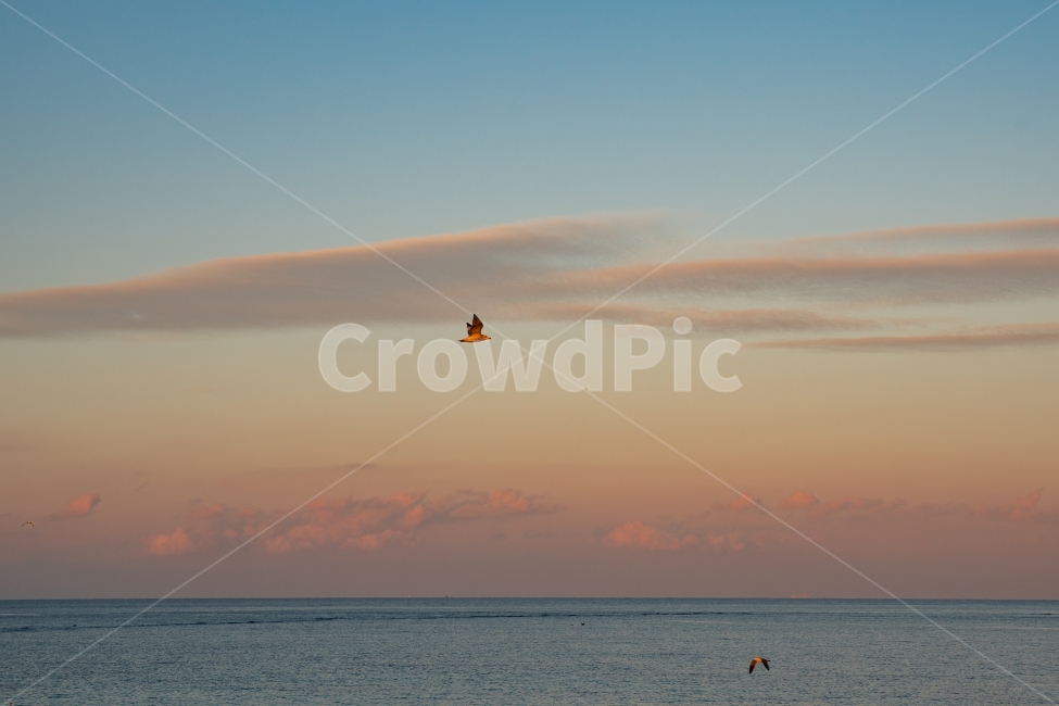 제주도,석양,일몰,풍경,갈매기,자연,풍경,nature,landscape,동물,animal,조류,새,birds,색깔,색상,색채,색감,color sense,color sensitivity,feeling of color