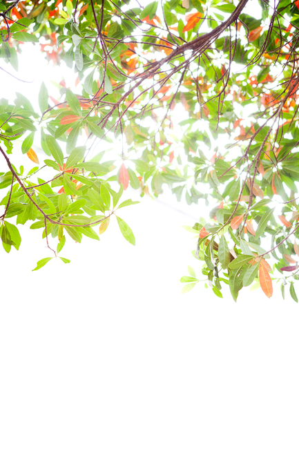 나무,잎,햇빛,잎사귀,자연,식물,자연,plants,nature
