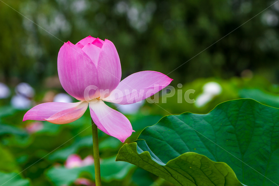 연꽃,연잎,순결,연꽃봉오리,문양,식물,자연,plants,nature,꽃,flower