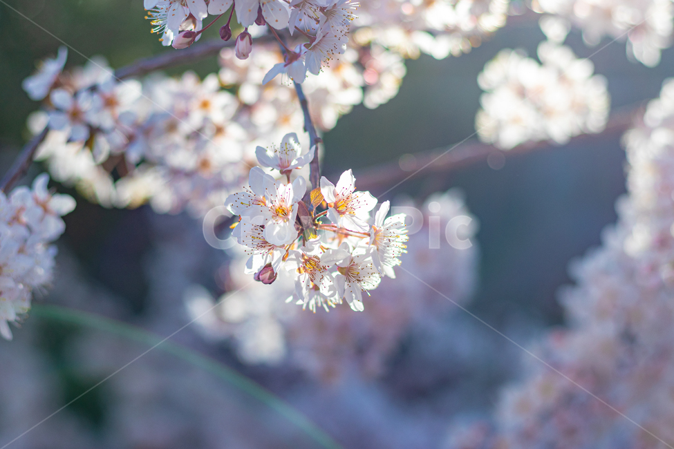 식물,매화,봄꽃,꽃,봄,봄,계절,spring,season,식물,자연,plants,nature,꽃,flower